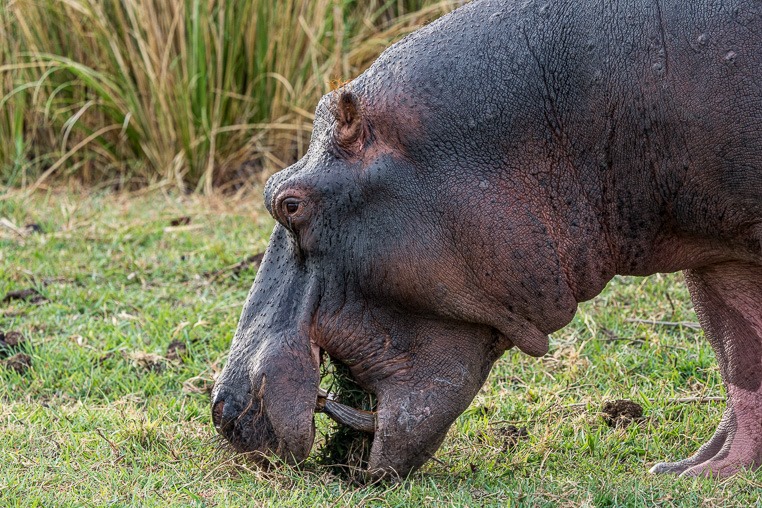 fotoreise-afrika-fotosafari-simbabwe-flusspferd-hippo-2