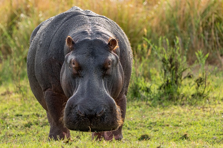 fotoreise-afrika-fotosafari-simbabwe-flusspferd-hippo-3