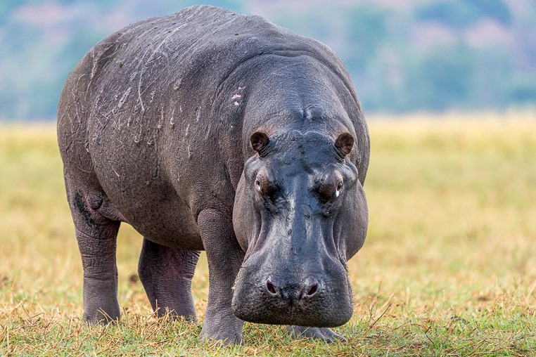 fotoreise-afrika-fotosafari-simbabwe-flusspferd-hippo-4