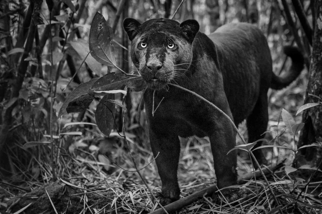 Black Panther - Brasil - Amazon - Fotoreise - Fotosafari - Fotografie