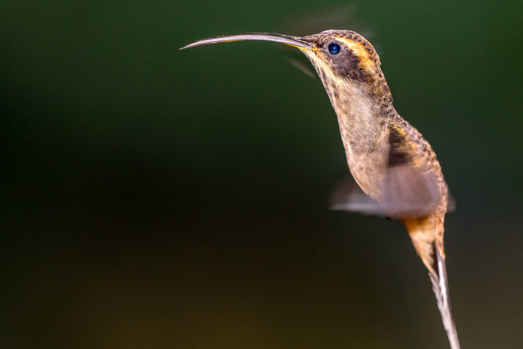 Kolibri Fotoreise