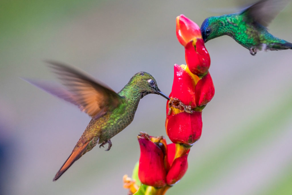 Kolibris trinken auf einer Fotoreise durch Brasilien - Fotosafari