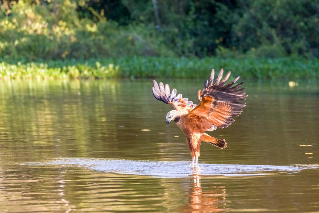 Fischbussard jagt Piranhas im Pantanal auf einer Fotoreise.