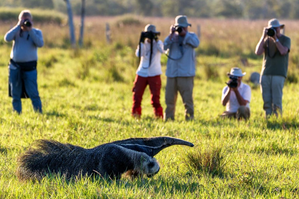 Ameisenbär - Fotoreise - Brasilien - Pantanal