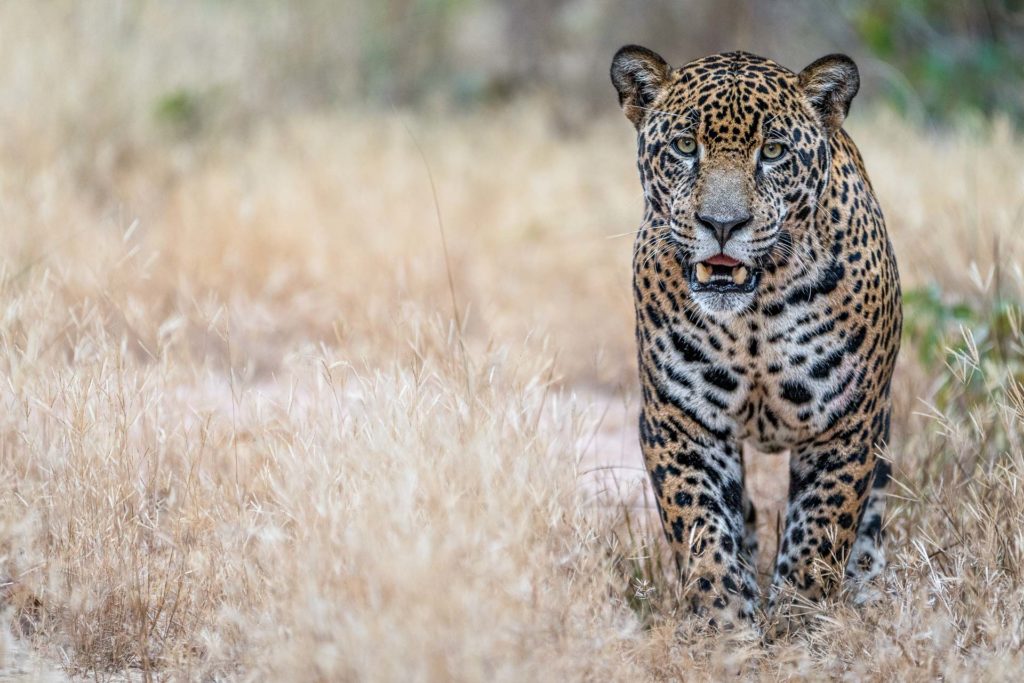 Jaguar - Pantanal -Fotoreise