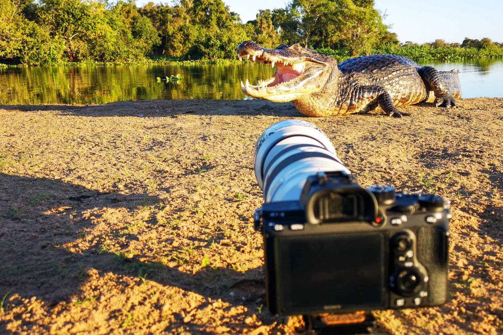 Kamera vor einem Kaiman auf einer Fotoreise im Pantanal in Brasilien - Fotosafari