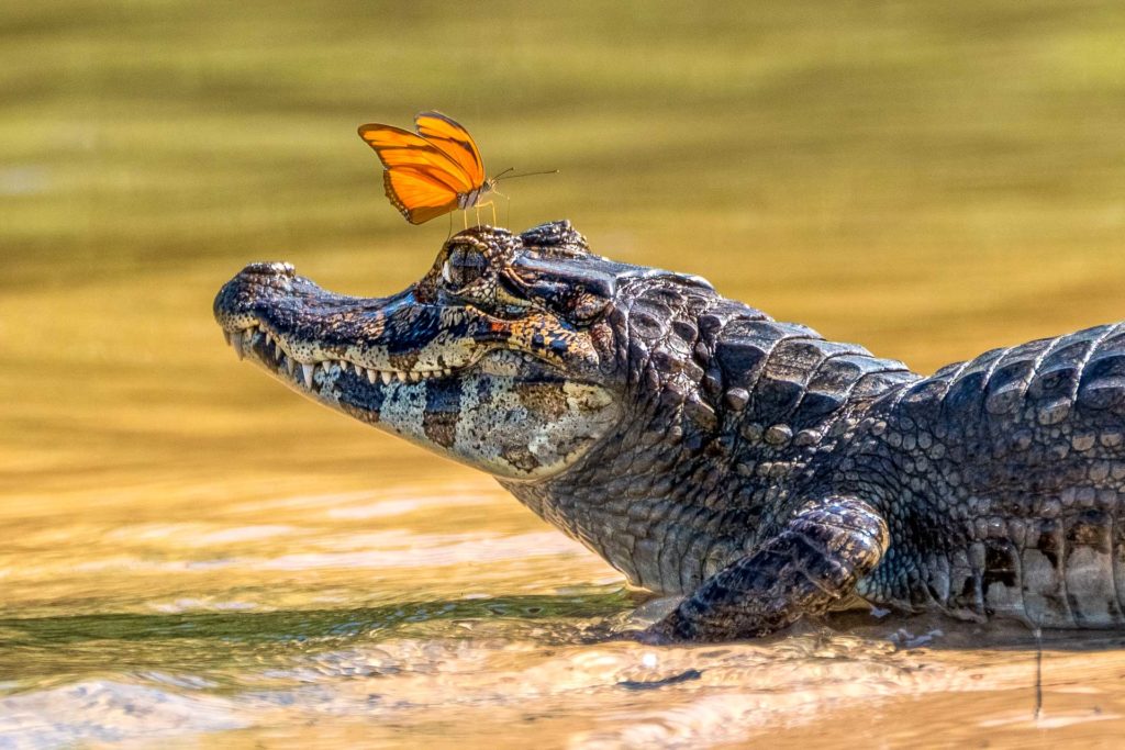 Kaiman mit einem Schmetterling fotografiert auf einer Fotoreise durch Brasiliens Pantanal