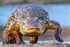 Ein Krokodil kommt aus dem Wasser und die Teilnehmer unserer Fotoreise durch Südafrika fotografieren es.