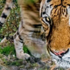 Unsere 2024-Tiger-Safari ist nun online