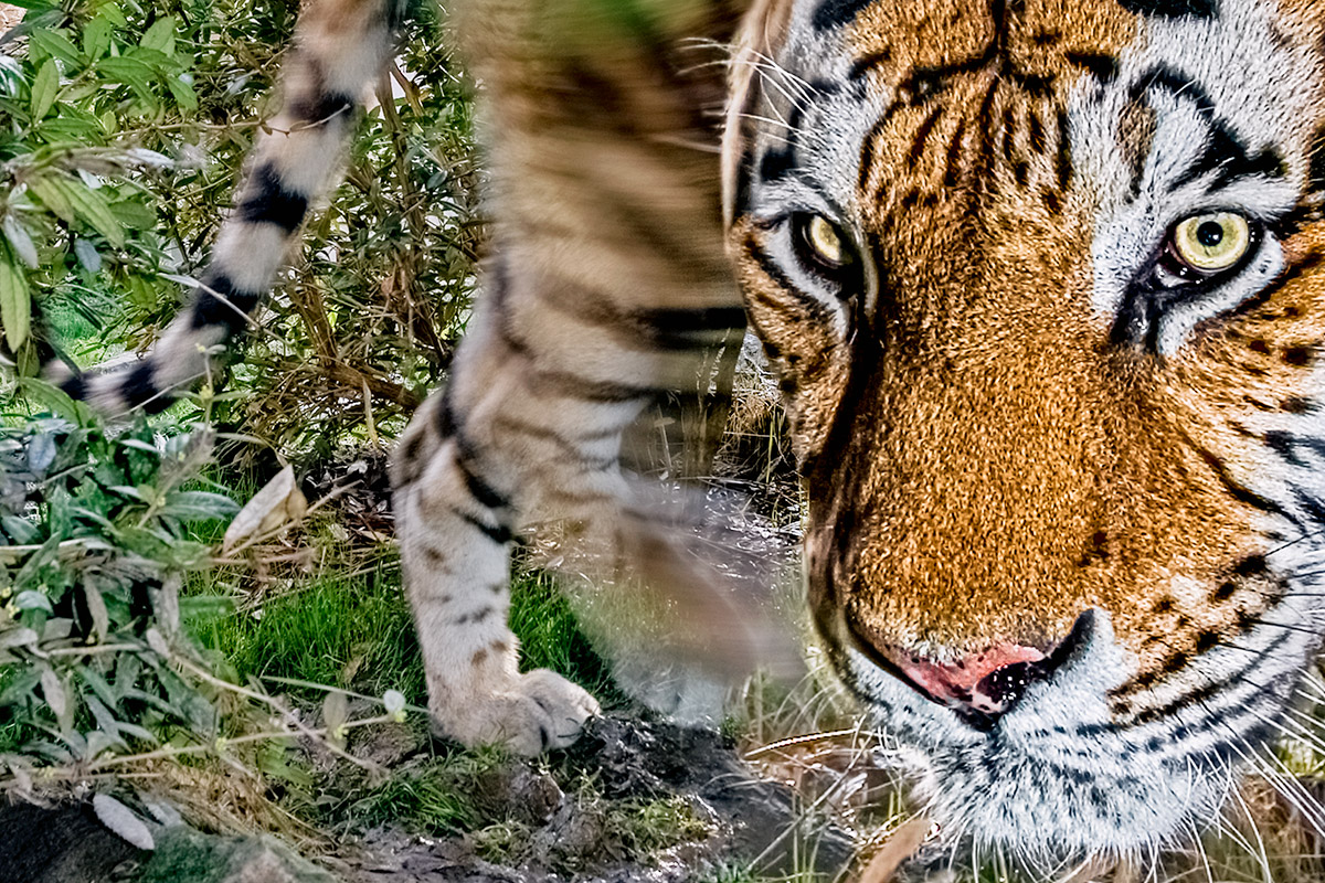 Tiger-Fotosafari in Indien