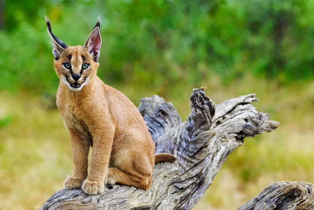 Karakal-Baby fotografiert auf einer Fotoreise in Südafrika mit Benny Rebel Fotosafaris GmbH