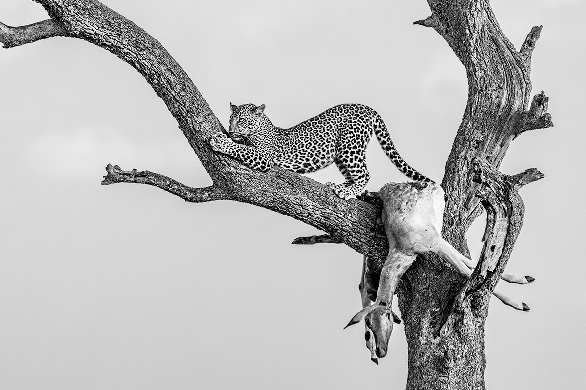 fotoreise_afrika_fotosafari_leopard_kill_impala
