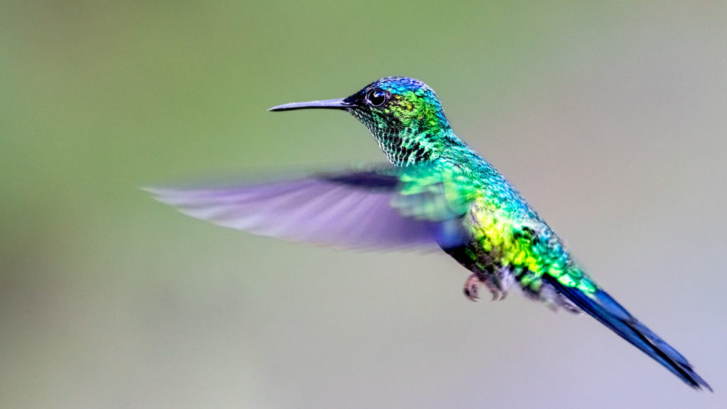 Fotografieren von Kolibris auf Fotoreisen in Brasilien
