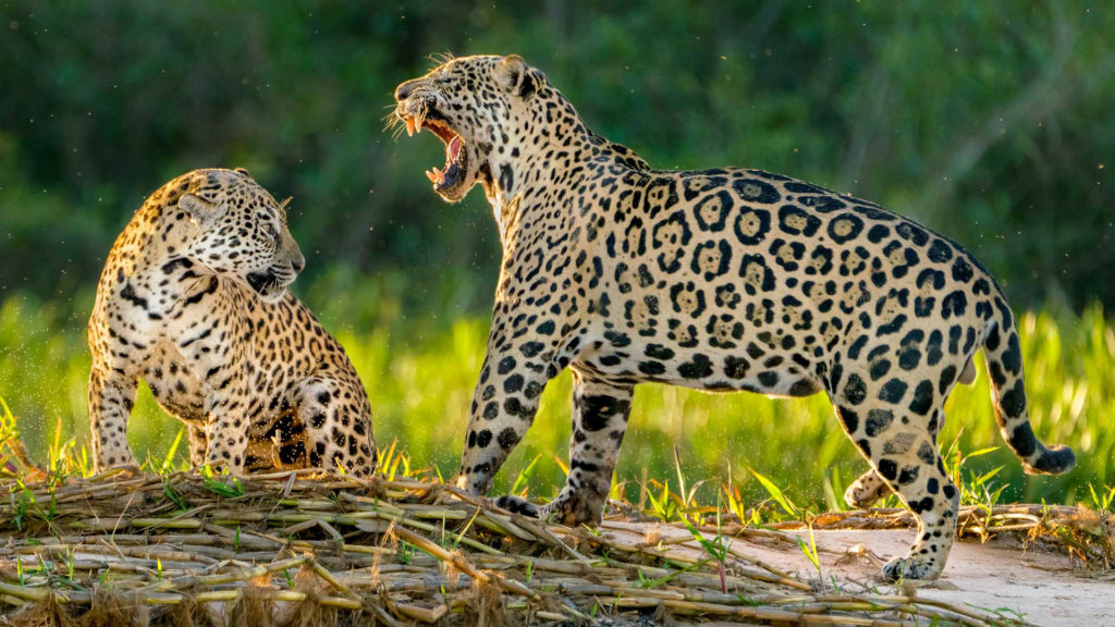 Jaguarfotografie auf Brasilien-Fotoreise