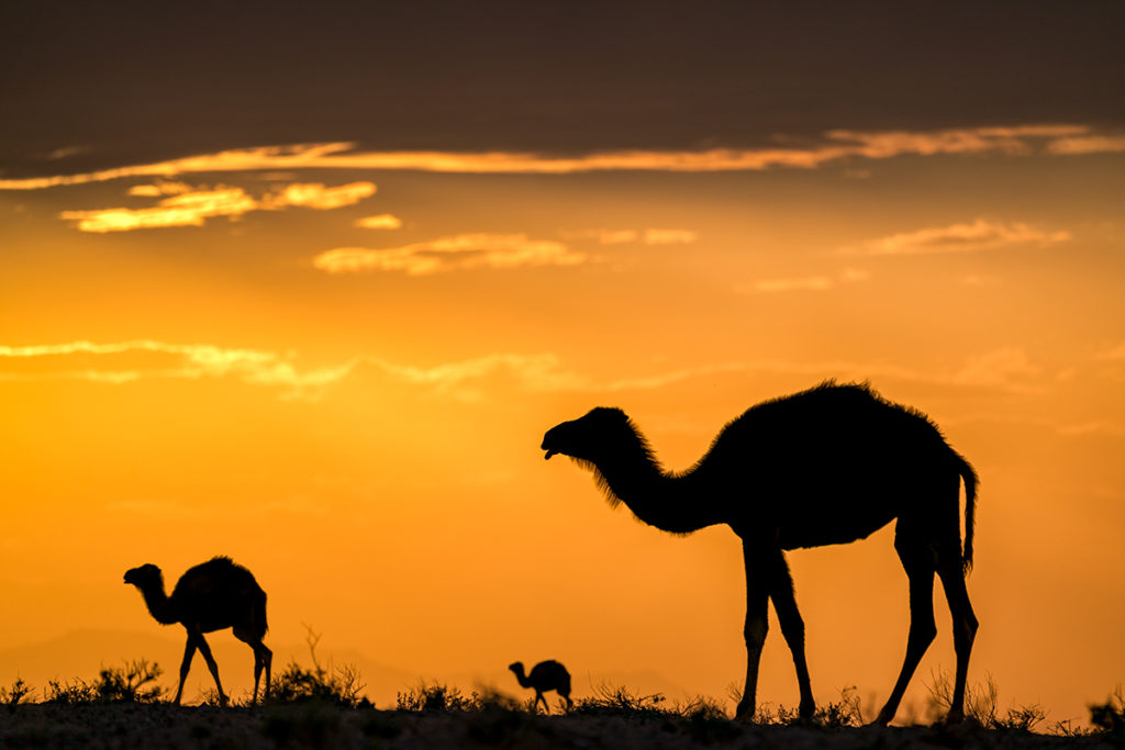 Kamele auf der Fotoreise durch den Iran