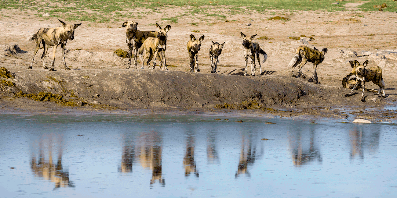 Wildhunden auf Fotoreisen in Botswana
