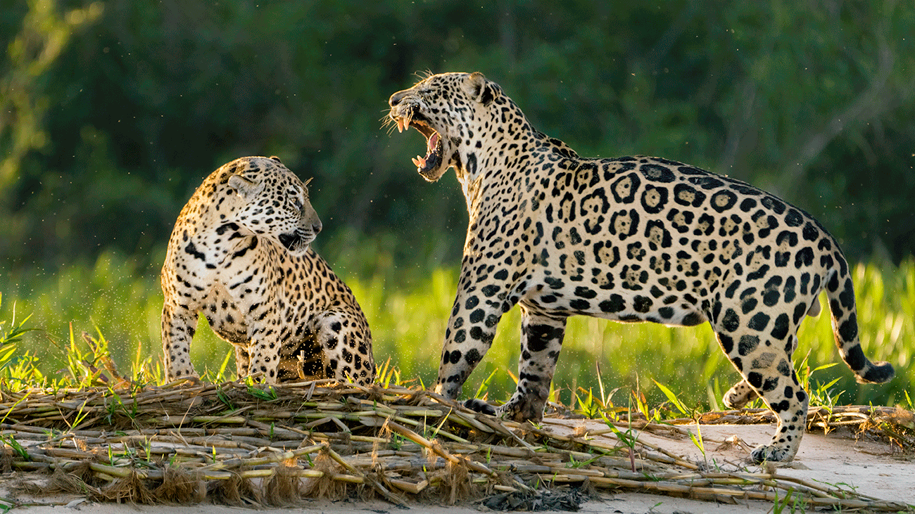 jaguar_fotoreise_brasilien_fotosafari_pantanal_kampf Fotoreise Brasilien 1 mit Optionen