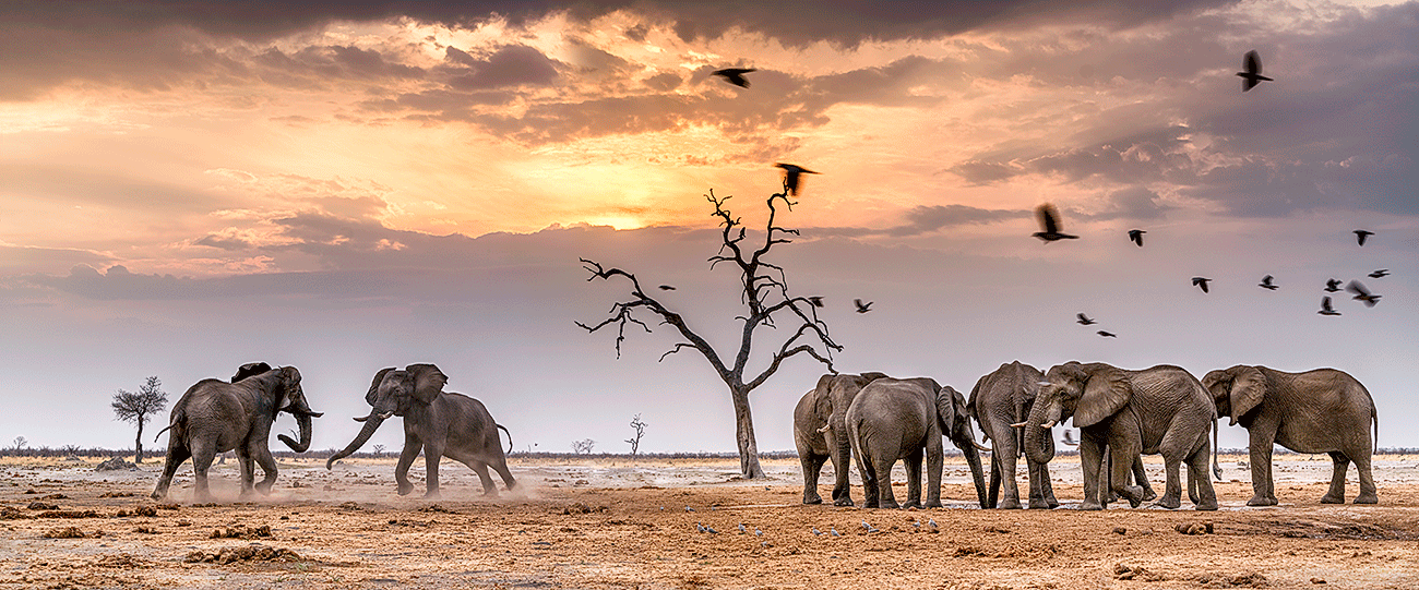 Elefanten Chobe