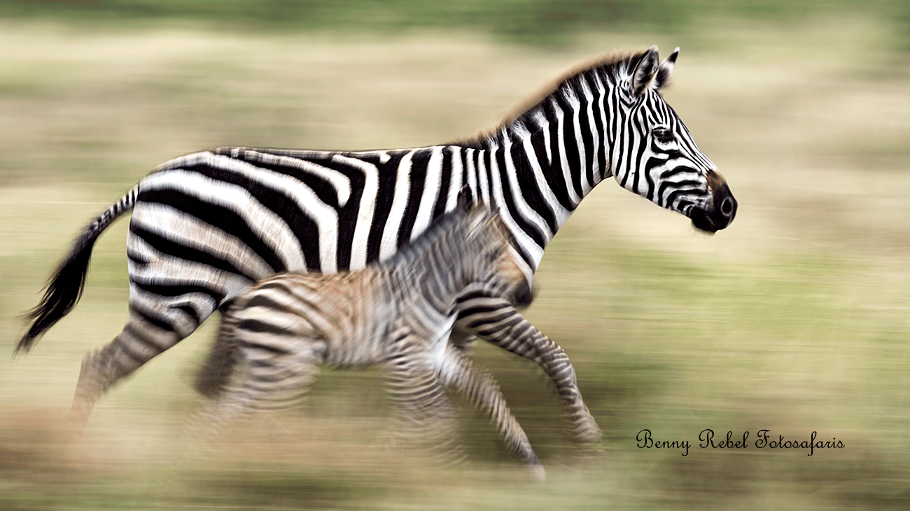 zebra-mitzieher-tansania_fotoreise_afrika_fotosafari