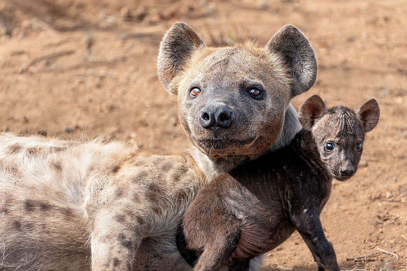 Hyäne und Baby fotografiert auf einer Fotoreise durch Südafrika mit Benny Rebel Fotosafaris GmbH