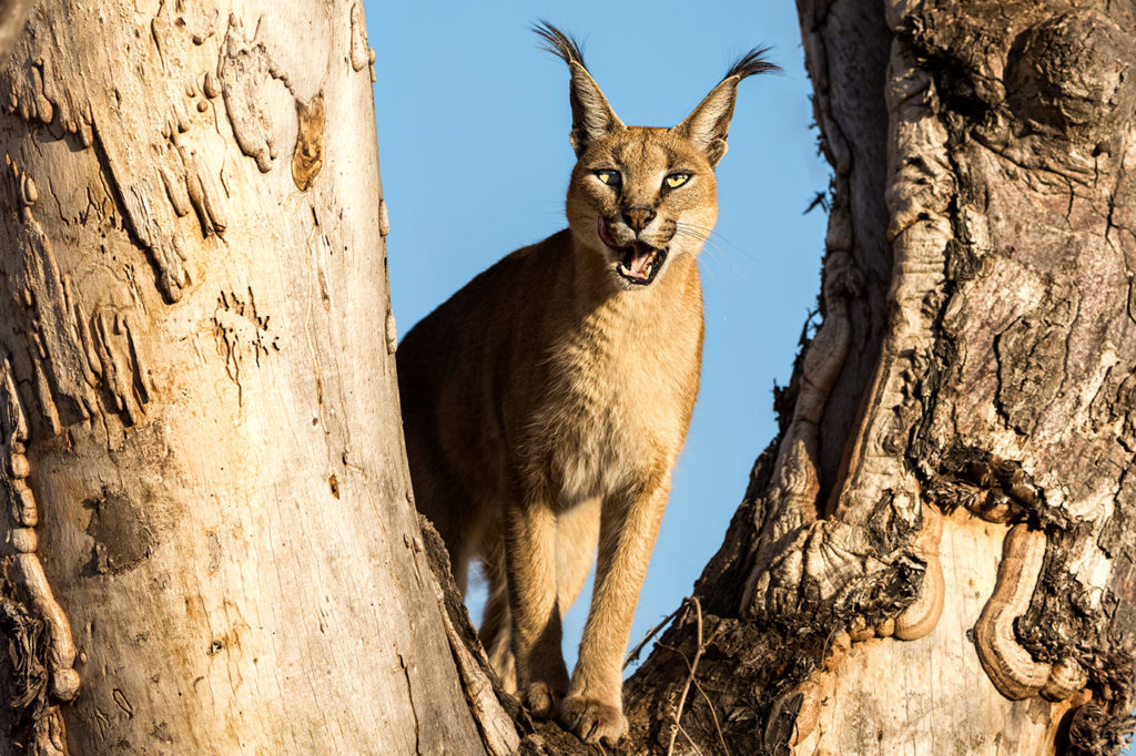 Karakal auf einem Baum fotografiert auf einer Fotoreise mit Benny Rebel Fotosafaris