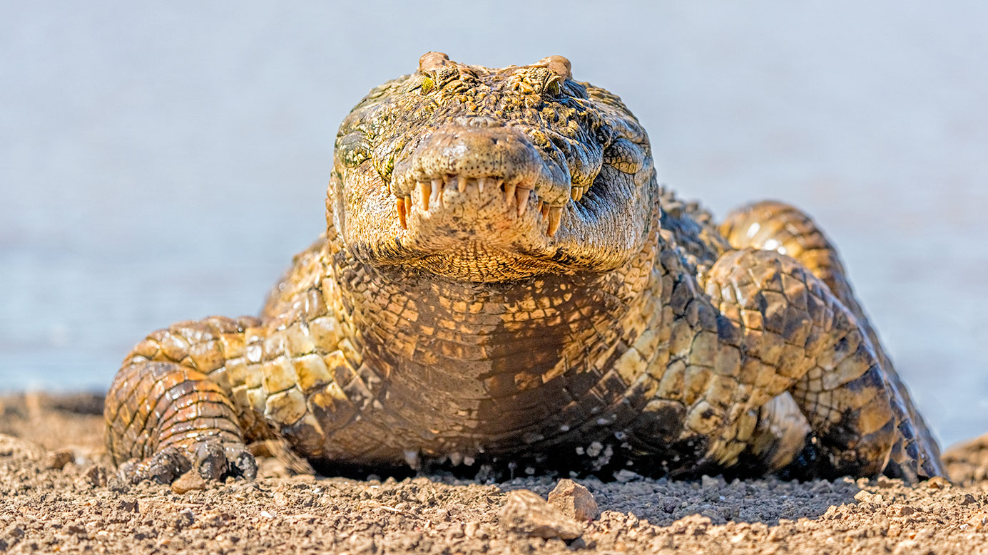 Ein Krokodil kommt aus dem Wasser und die Teilnehmer unserer Fotoreise durch Südafrika fotografieren es.