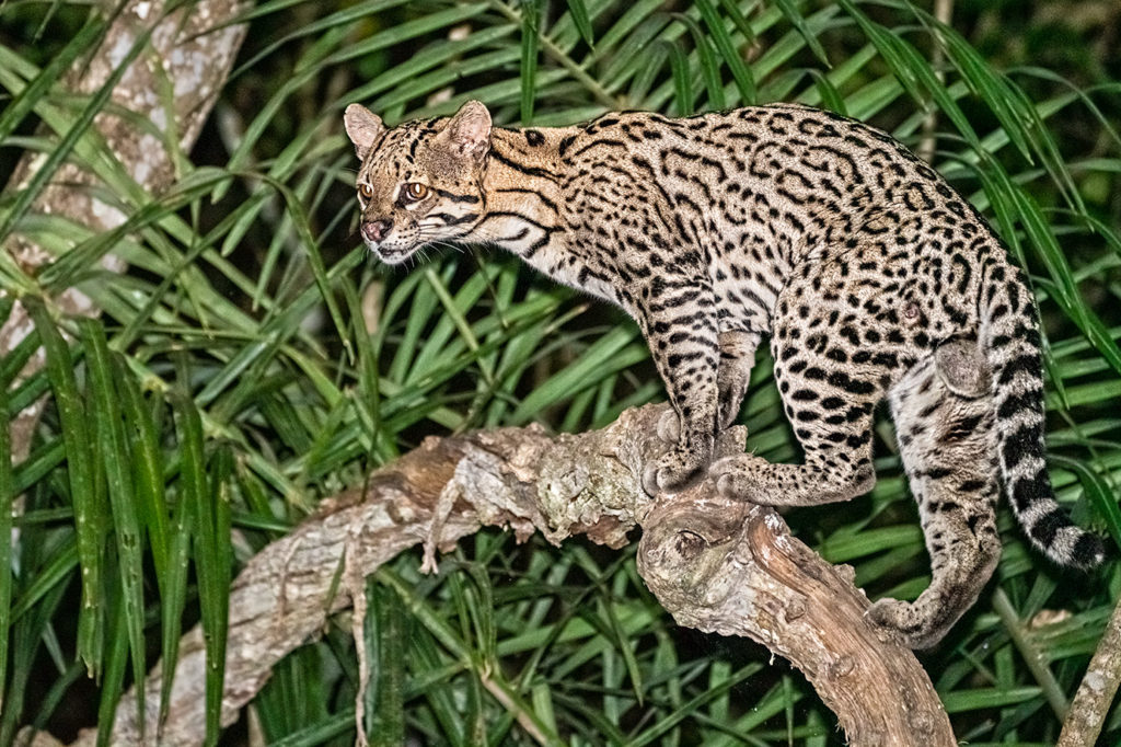 Ozelot auf einem Baum in der Nacht - fotografiert auf einer Fotoreise mit Benny Rebel Fotosafaris