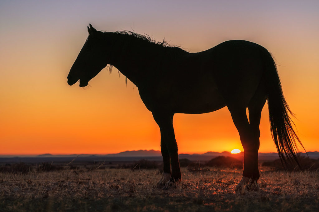 Wildpferd fotografiert in der Namib Wüste beim Sonnenuntergang auf einer Fotoreise mit Benny Rebel