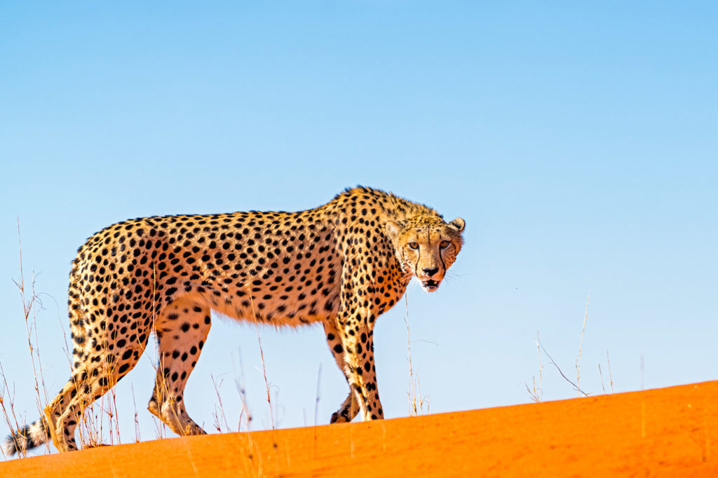 Gepard fotografiert auf den roten Sanddünen in Namibia auf einer Fotoreise mit Benny Rebel Fotosafaris GmbH