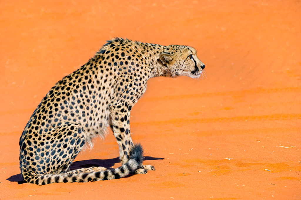 Gepard fotografiert auf den roten Sanddünen in Namibia auf einer Fotoreise mit Benny Rebel Fotosafaris GmbH
