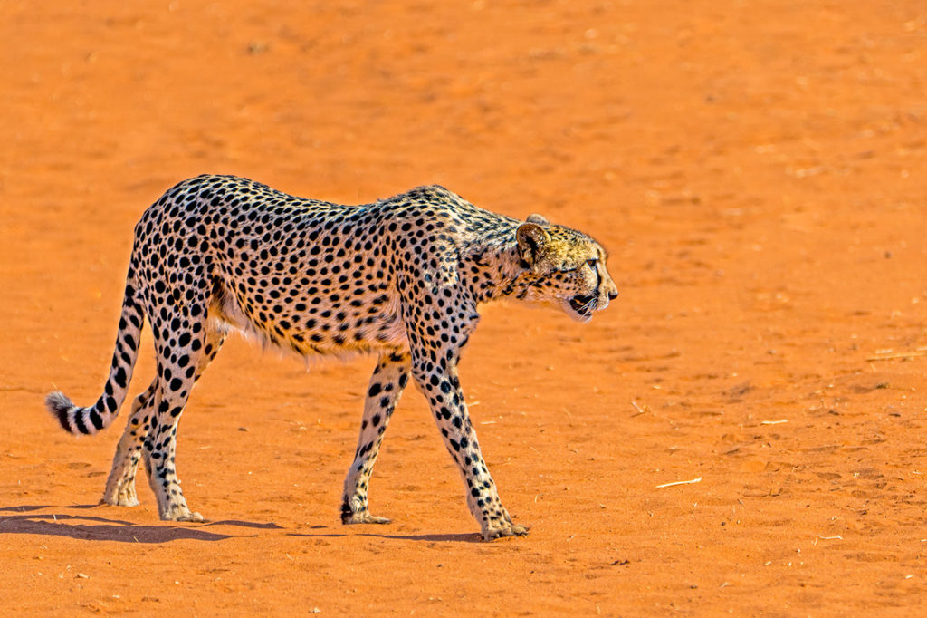 Gepard fotografiert auf den roten Sanddünen in Namibia auf einer Fotoreise mit Benny Rebel Fotosafaris GmbH