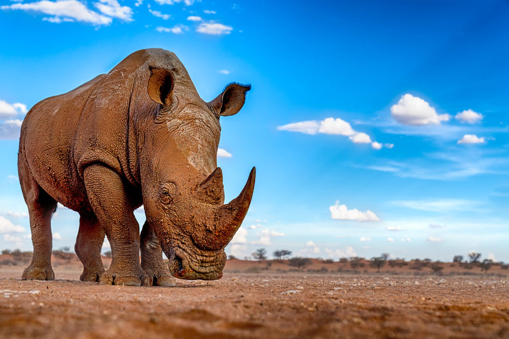 Nashorn fotografiert auf einer Fotoreise durch Namibia -Benny Rebel Fotosafaris GmbH