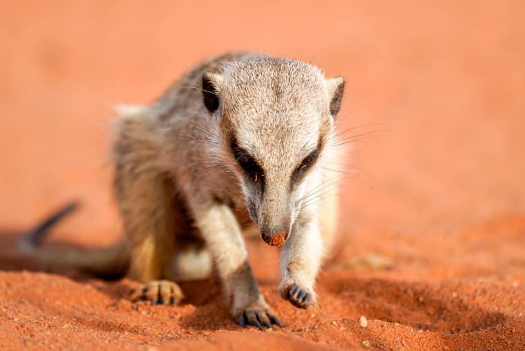 Benny Rebel Fotoreise Namibia 2021