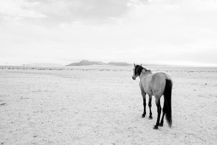 Benny Rebel Fotosafari Namibia 2021