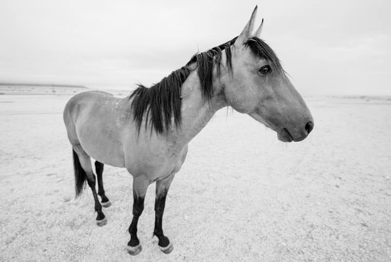 Benny Rebel Fotosafari Namibia 2021