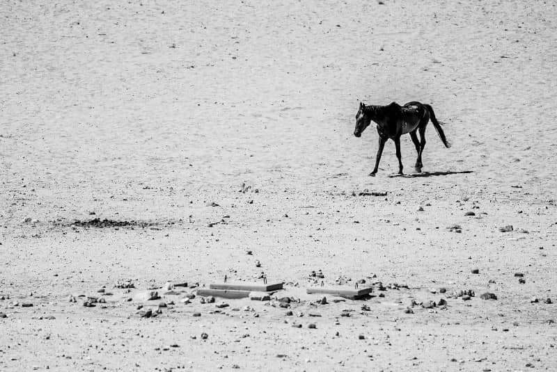 Benny Rebel Fotosafari Namibia 2021