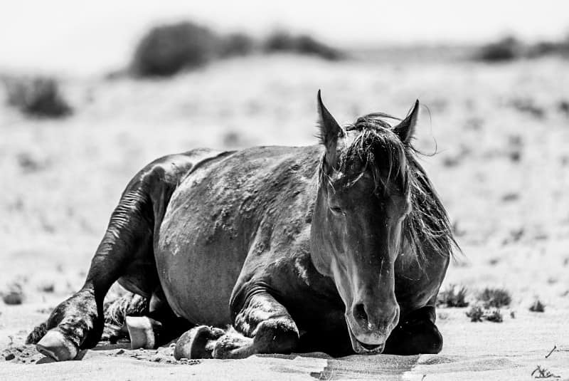 Benny Rebel Fotosafari Namibia 2021