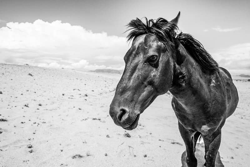 Benny Rebel Fotosafari Namibia 2021