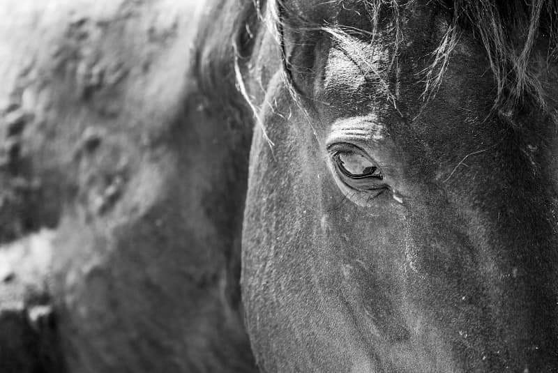 Benny Rebel Fotosafari Namibia 2021