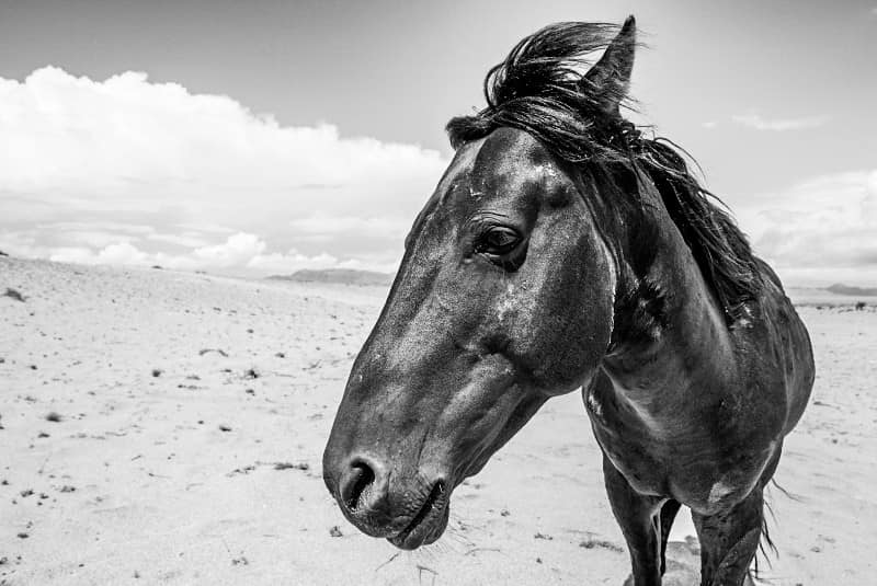 Benny Rebel Fotosafari Namibia 2021