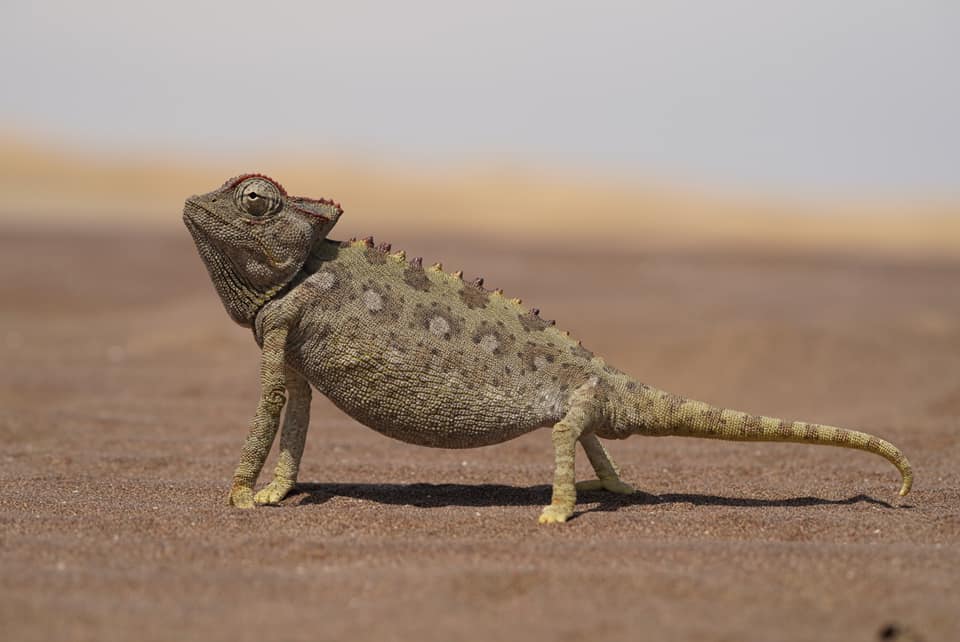 Benny Rebel Fotoreise Namibia 2021