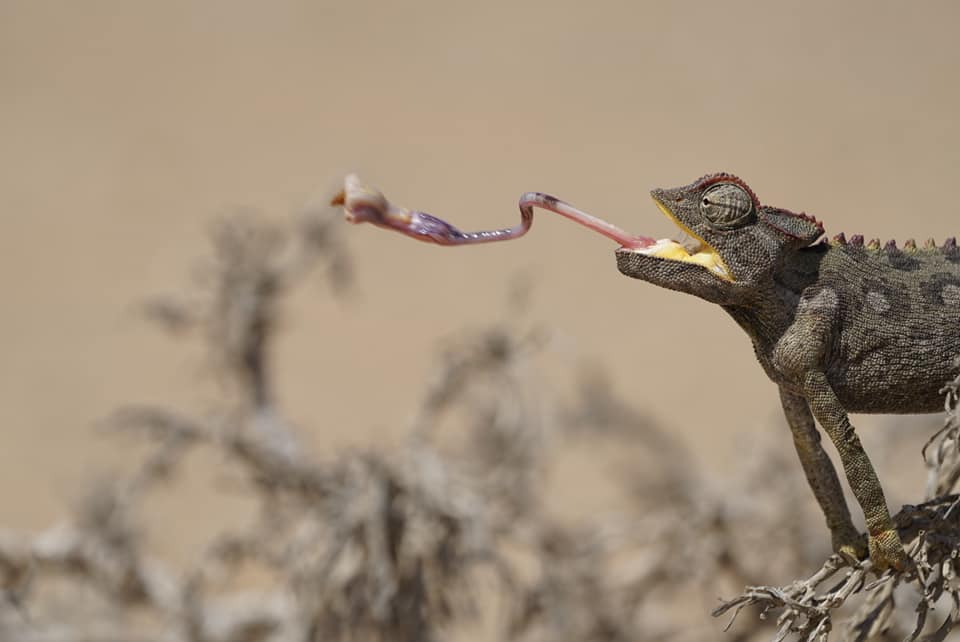 Benny Rebel Fotoreise Namibia 2021