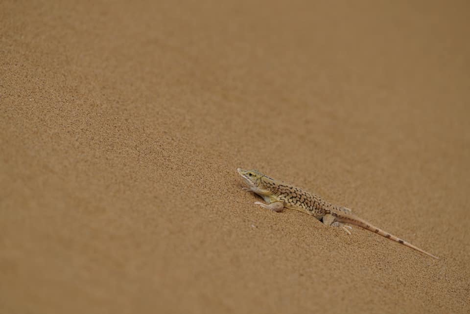 Benny Rebel Fotoreise Namibia 2021