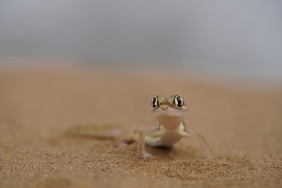 Benny Rebel Fotoreise Namibia 2021