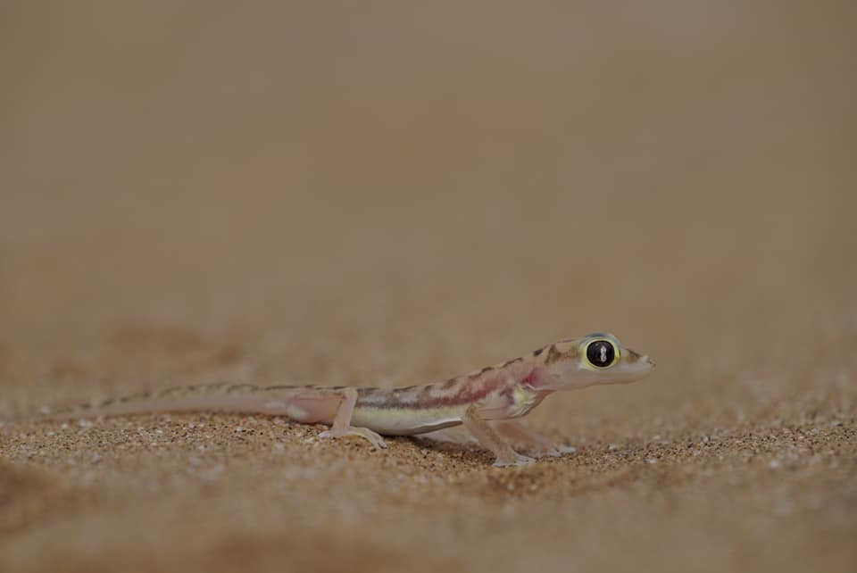 Benny Rebel Fotoreise Namibia 2021