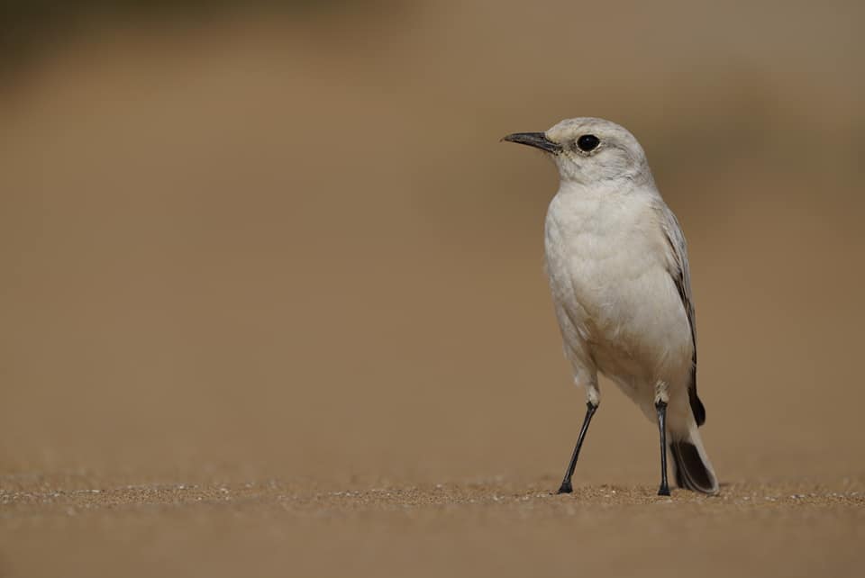 Benny Rebel Fotoreise Namibia 2021