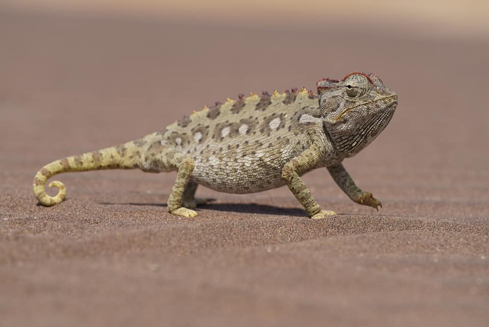 Benny Rebel Fotoreise Namibia 2021