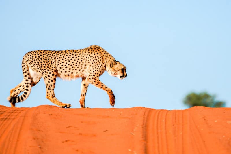 Benny Rebel Fotoreise Namibia 2021