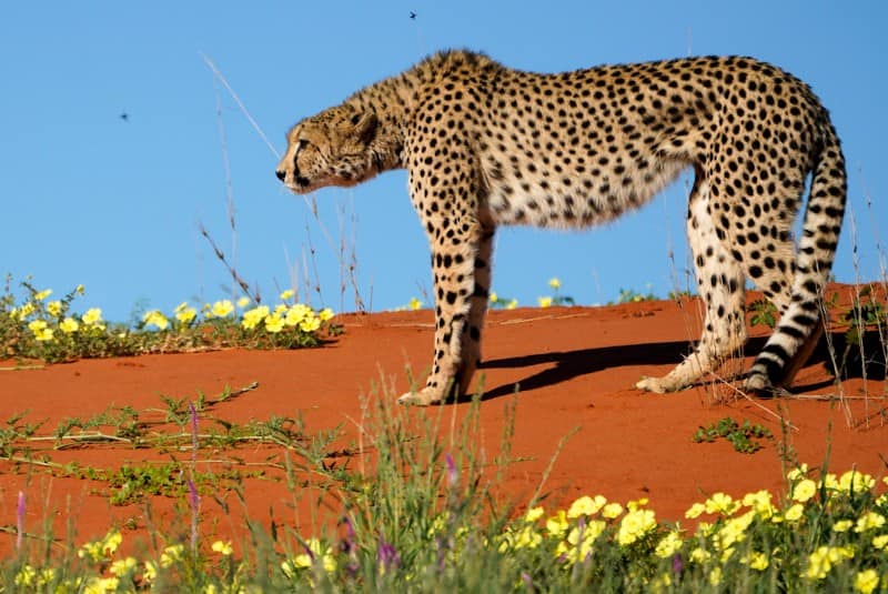 Benny Rebel Fotoreise Namibia 2021