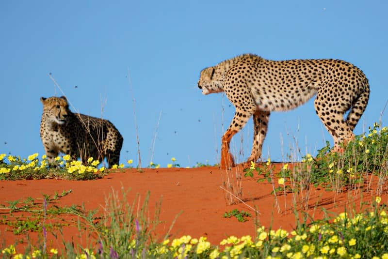 Benny Rebel Fotoreise Namibia 2021